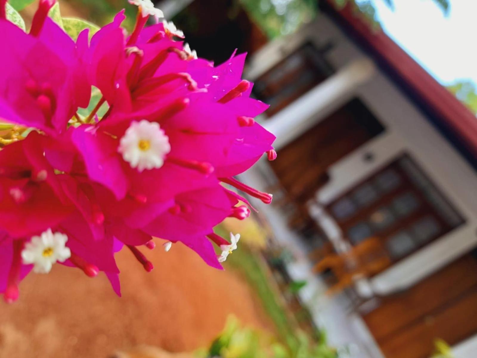 The Cozy Cottage Habarana Εξωτερικό φωτογραφία